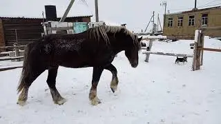 лошади/жеребец/атака жеребца/Stallion attack