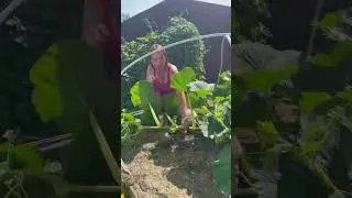 Гигантская тыква 🎃 спустя 20 дней               Автор poli_na_malina