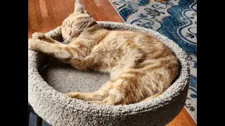 Наш котик, который самый популярный на нашем канале.