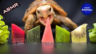 ASMR Mukbang Eating Food 🐢 Turtle Tortoise 96