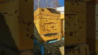 Очистительный облёт пчёл в Московской области 9 марта 2025г 
