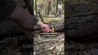 В Беларуси появился новый гриб! Где его найти? #shorts