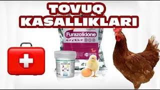 Товук касалликлари | TOVUQ KASALLIKLARI (Tovuq boqish sirlari | Товук бокиш сирлари)