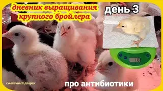 Бройлеры. Чем пропаиваю вместо антибиотика. Вес, вид бройлеров в три дня.