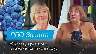 Болезни и вредители винограда| PRO Защита