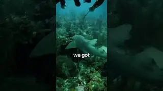 Would you go Spearfishing with Sharks?! | Ray Caye Belize Scuba Diving 