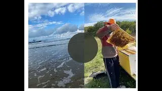 Как пчёлам зимовать на юге? ОПАСНО чем на севере! Зимовка пчёл на побережье чёрного моря без потерь