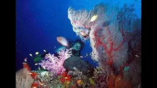 Phuket scuba diving video. Underwater Thailand with wreck diving, seahorses, sharks