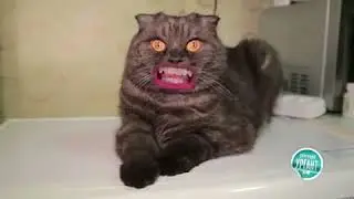Смешное видео про кота