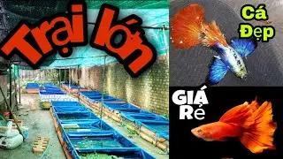 Đột nhập Trại cá Guppy và Betta : siêu to khổng lồ - cá đẹp -giá rẻ - thân thiện ở Bình Thuận.