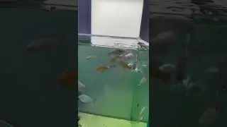 Мои самые прожорливые рыбки это -  РАДУЖНИЦА НЕОНОВАЯ и РАДУЖНИЦА БОЭСМАНА😂 