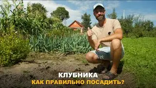 5 ВАЖНЫХ ЭТАПОВ ПОСАДКИ КЛУБНИКИ. Как увеличить урожай в несколько раз? Особенности посадки.