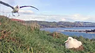 Royal Albatross Sticks the Landing, Delivers Late Lunch to Nestling | May 26, 2023 | 