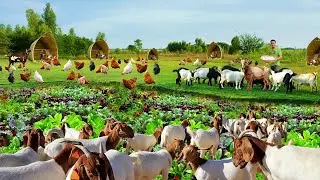 Genius Methods to Harvest and Grow Vegetables on a Free-range Farm! Inside the most successful farm!