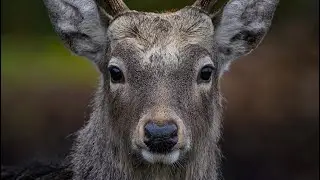 What are Herbivores