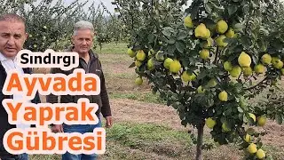 Ayva Gübreleme - 3 Yaşında Eşme Ayvası Ağacında Yaprak Gübresi Sonuçları - Sındırgı