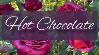 Роза Hot Chocolate на штамбе