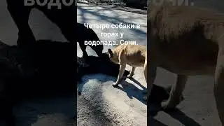 Сочи. Четыре собаки в горах у водопада провожают туристов .