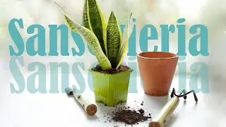 SANSEVIERIA PLANT PROPAGATION | Care for the plant, transplanting of colorful species