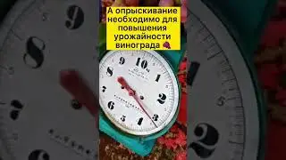 Выращивание винограда с Гумином.