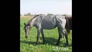 Как меняется масть лошади / ЧАЛАЯ