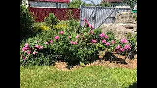 💐АЗИАТСКИЙ СПОСОБ ЧЕРЕНКОВАНИЯ РОЗ🌹🌹🌹.  Часть 1.