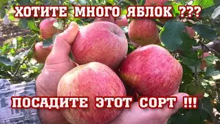 Яблоня ФУДЖИ / Apple FUJI