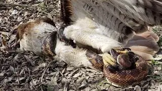 snake wrapped around an hawk