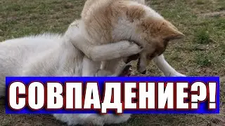 История повторяется на канале лайки соловьева ю в  или сколько еще пропадет собак?