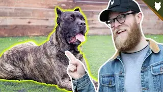 How To Teach Your Dog Sit And Lie Down In 3 Easy Steps