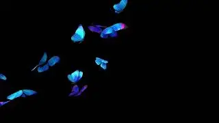 Flying Butterflys black screen effect videos, No copyright - free video, NP Creative