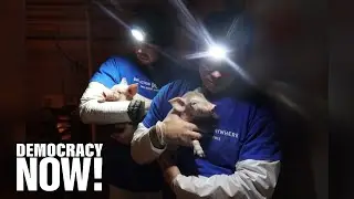 Right to Rescue: Jury Acquits Animal Rights Activists Who Saved Piglets at Smithfield Factory Farm