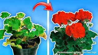 Болезни герани: как распознать и лечить быстро и эффективно