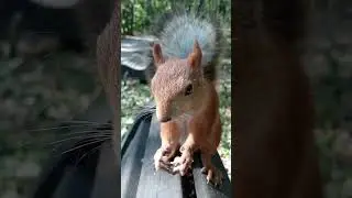 Белка не струсила / The squirrel didn't chicken out