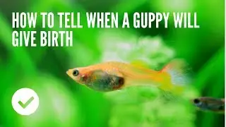 How to Tell When a Guppy Will Give Birth