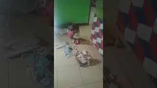 Kebiasaan anal cewe nermain boneka