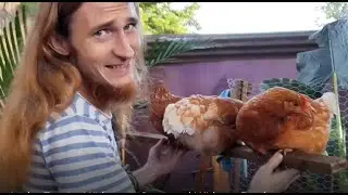 Having Chickens in the Tropics No Coop No Feed