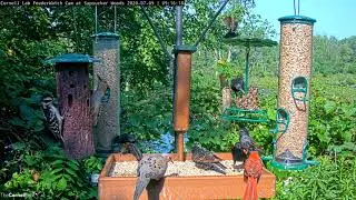 Seven Species Visit Cornell Lab FeederWatch Cam In 30 seconds – July 9, 2020