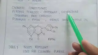 Ruta in pharmacognosy | Ruta Flavonoids | Rutin | Acridone alkaloids | uses of Ruta  pharmacognosy