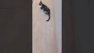 VID 20230603 165411