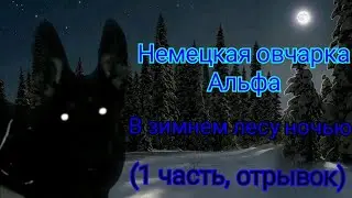 Немецкая овчарка Альфа на ночной прогулке по зимнему лесу(1 часть, отрывок)