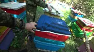 ЗАЕХАЛИ НА ТОЧЁК №1, А ТАМ ПЧЁЛЫ ОТДЫХАЮТ.