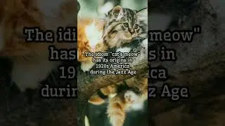 What is the meaning of idiom 