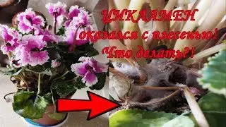 ЦИКЛАМЕН из магазина оказался с ПЛЕСЕНЬЮ! Что с ним делать?!