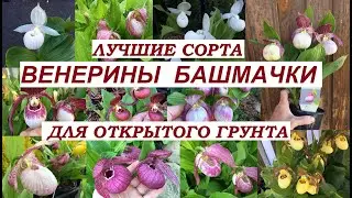 Венерины башмачки.Циприпедиумы. Лучшие сорта для открытого грунта.Cypripedium. Для посадки весной.