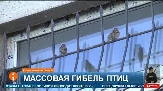Мертвые воробьи усыпали тротуары Караганды: власти проверяют причину