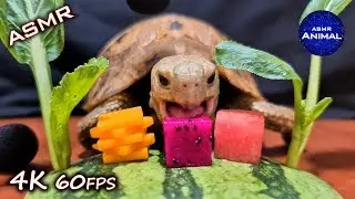 ASMR EATING FRUIT & VEGETABLE 🐢 Turtle Tortoise 54