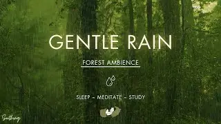 Gentle Rain On Forest Ground | NO ADS | Soft Rain Sounds For Sleeping