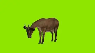 goat green screen video  | goat green screen video  Copyright Free Video |Green Screen Free Video