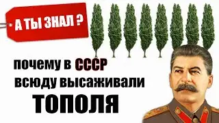 Почему в СССР всюду высаживали ТОПОЛЯ.  А ТЫ ЗНАЛ?